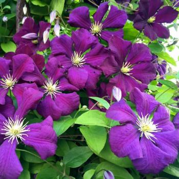 Клематис крупноцветковый 'Etoile Violette' (Этойл Вайлет)