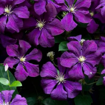 атис крупноцветковый 'Etoile Violette' (Этойл Вайлет)