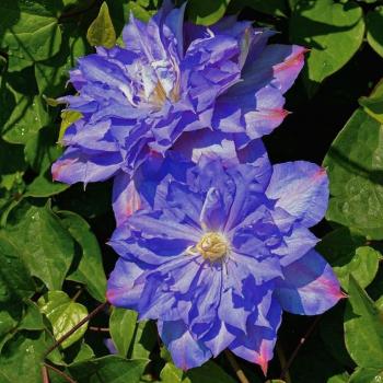 Clematis 'Blue Explosion' 