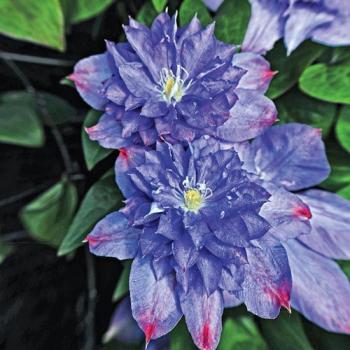 Clematis 'Blue Explosion' 